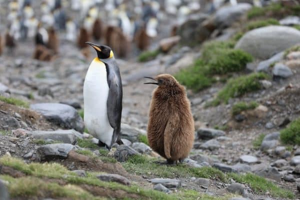 Nature sauvage et manchots empereurs de Géorgie du Sud et des Îles Sandwich du Sud