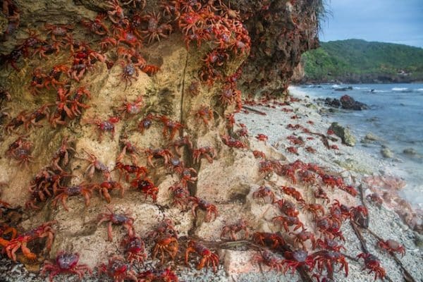 L’île Christmas et ses trésors: crabes rouges, oiseaux de mer et requins baleines
